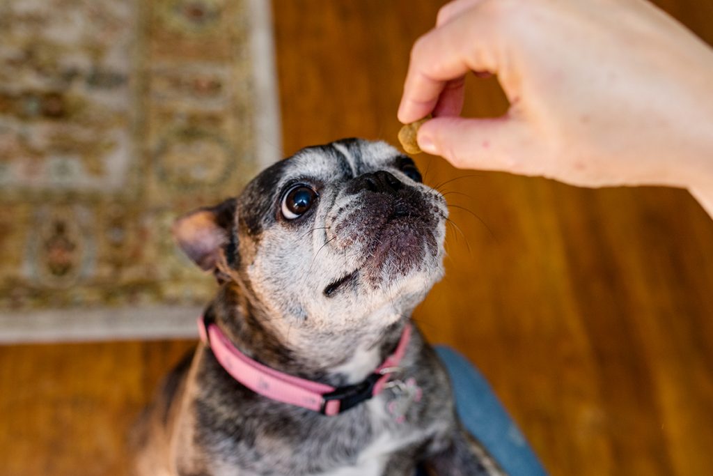 A dog sits for a treat.