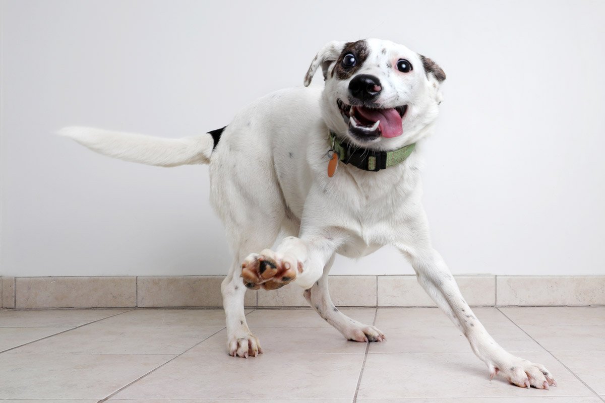 A dog makes a silly face in a dog shelter.