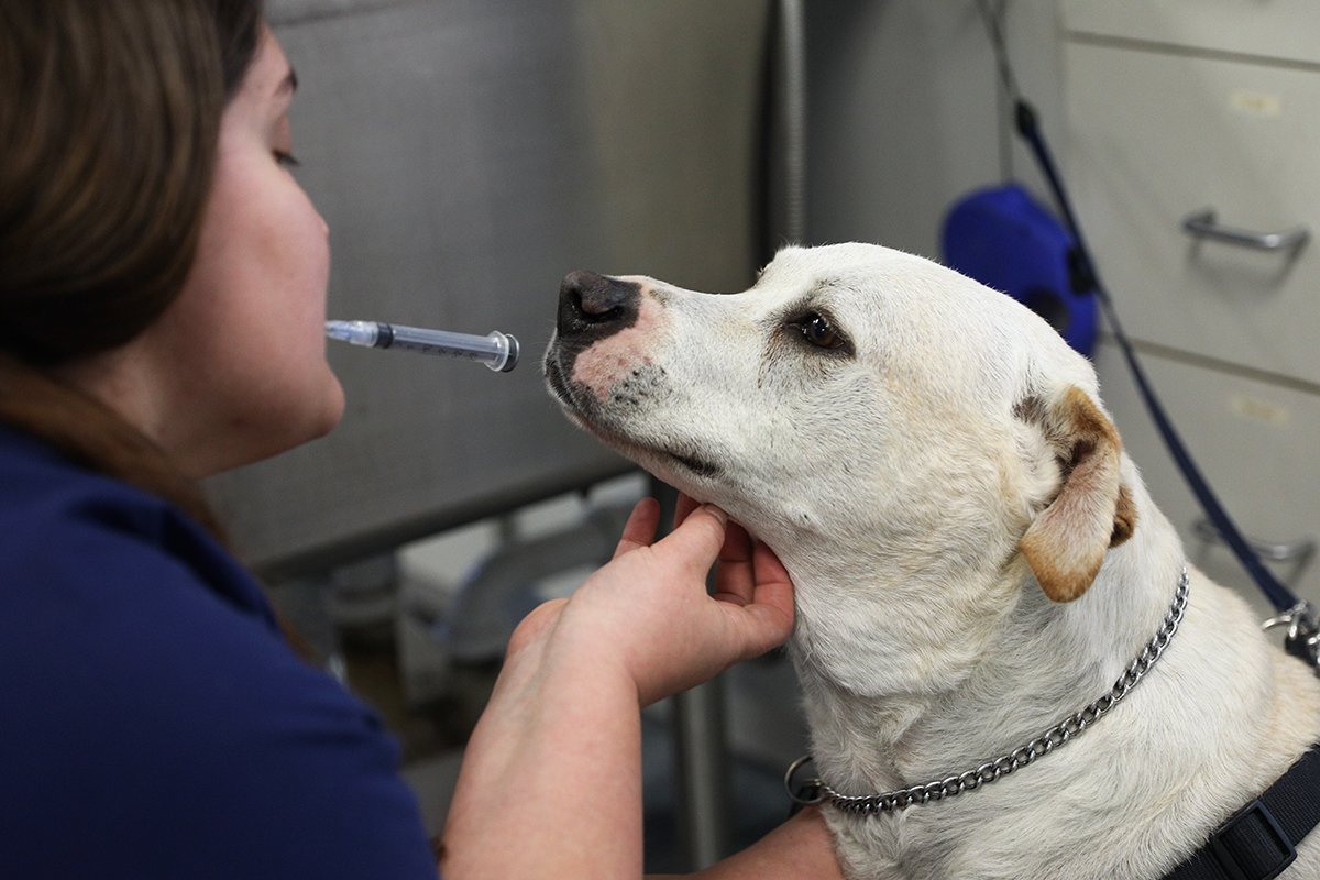 Is pet insurance worth it