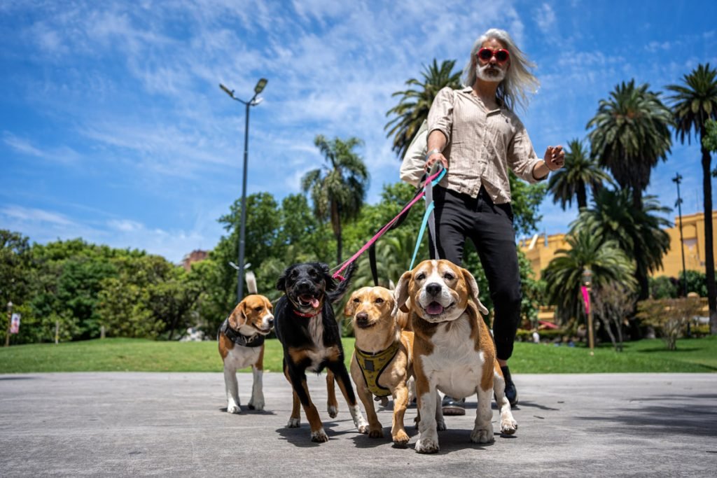 A man walks a gaggle of dogs at his dog walking job.
