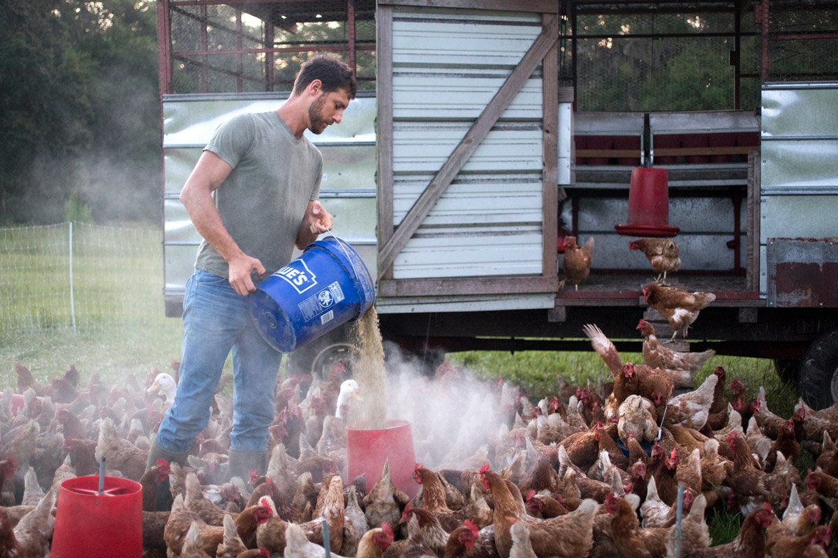 A farmer feeds his chickens.