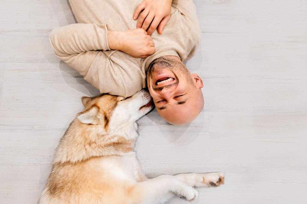 A man laughs as his husky licks his cheek.